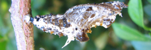 Pupae